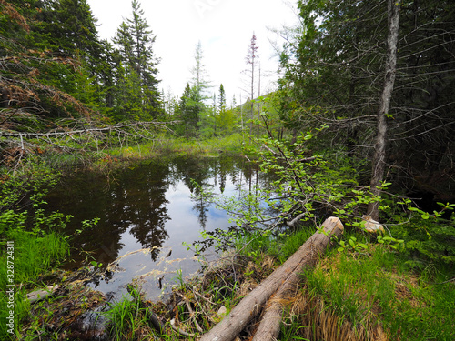 Forest landscape with small wetland