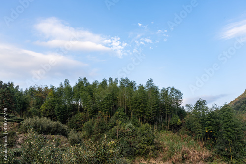 The scenery of the tea field is beautiful, and the tea growing environment is very good