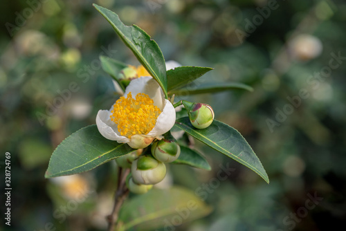 The tea trees in the tea garden have white and yellow flowers