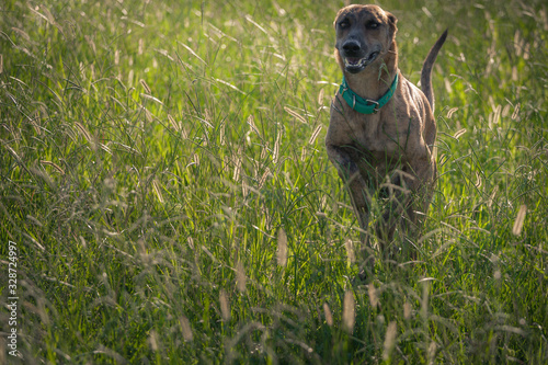 Perro Galgo corre en la pradera. 