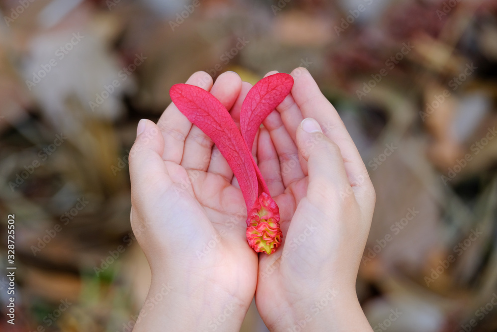 Foto de The hand is holding flower or seed of tree. hand holding seed