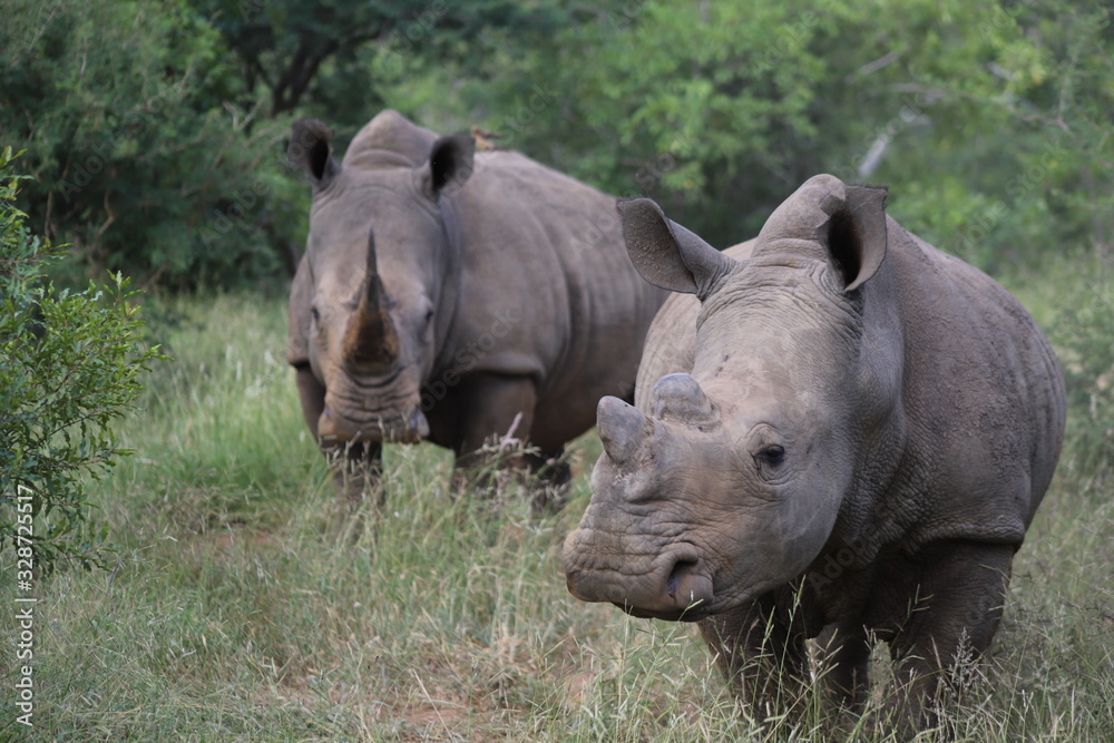 Naklejka premium Rhino3