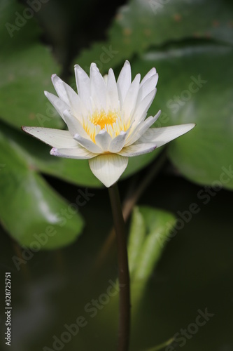 Beautiful white lotus The background is lotus leaf and water Which is a close-up shot