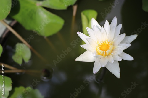 Beautiful white lotus The background is lotus leaf and water Which is a close-up shot © sutthiporn