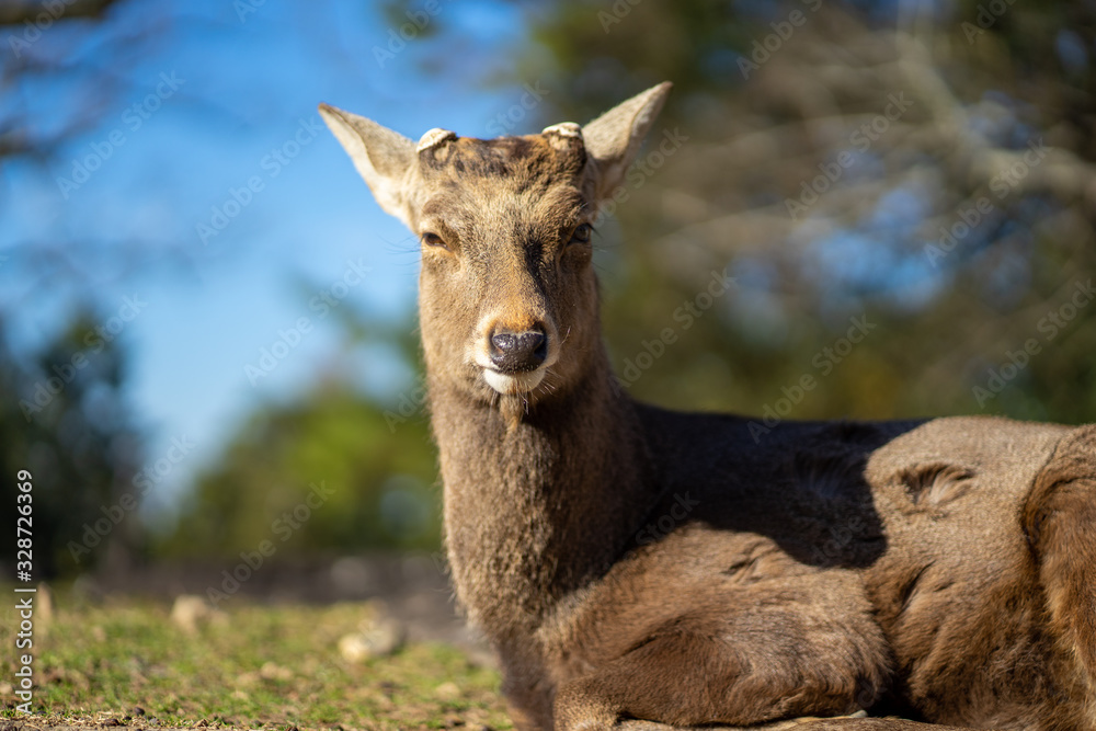the SIKA deer headshot in the UNESCO world heritage park in NARA Japan