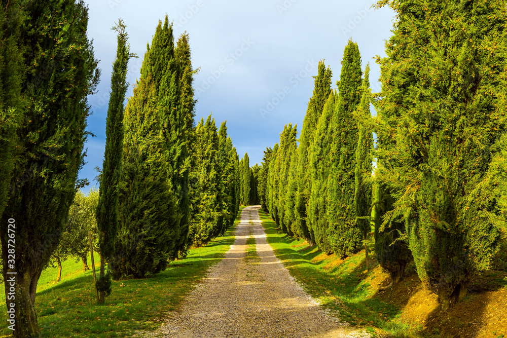 Magnificent long cypress avenue
