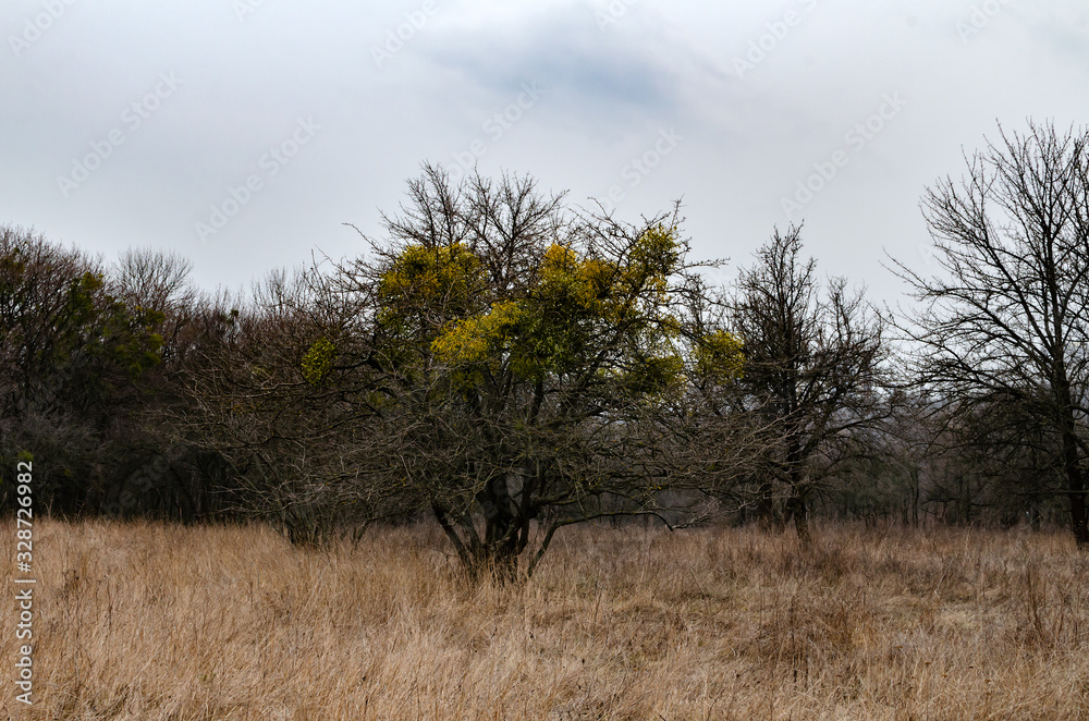 mistletoe tree in the park in early spring mistletoe tree in the park in early spring
