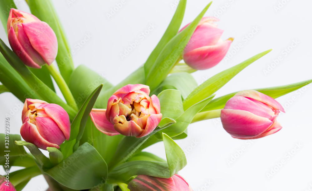 Bouquet of fresh tulips on a white background. Free space for text Bouquet of fresh tulips on a white background. Free space for text