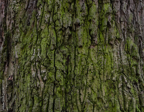bark of an old tree covered with green moss in the forest