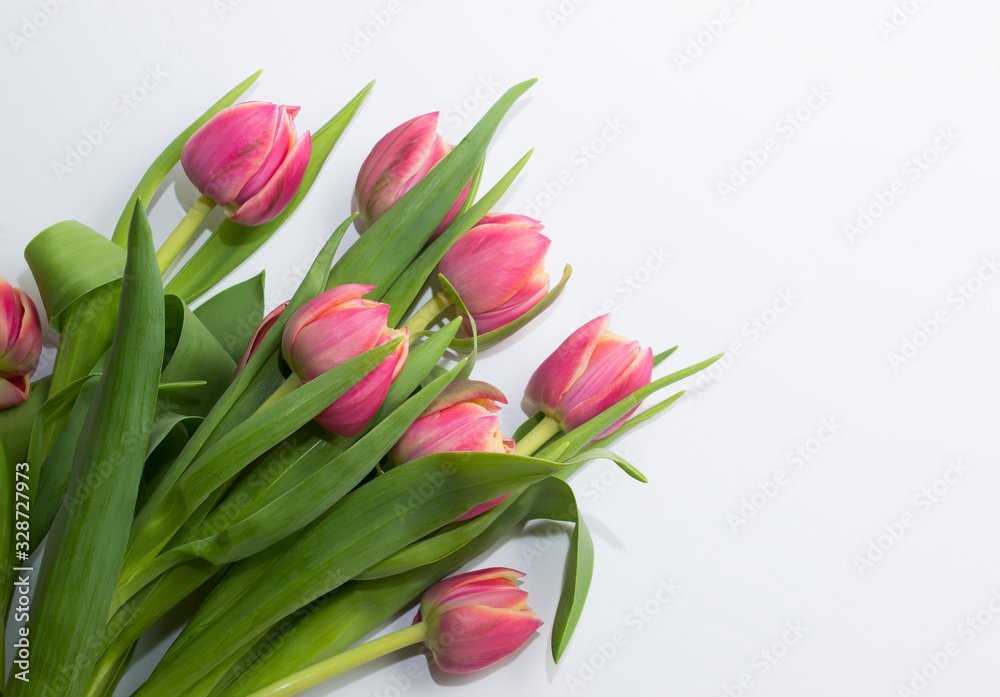 Bouquet of fresh tulips on a white background. Free space for text