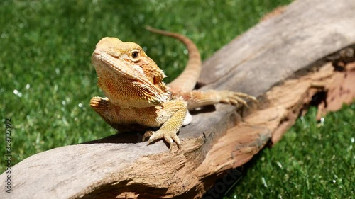 Bearded dragon