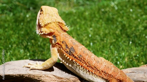 Bearded dragon