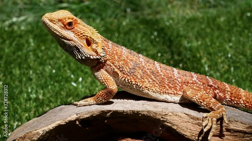 Bearded dragon