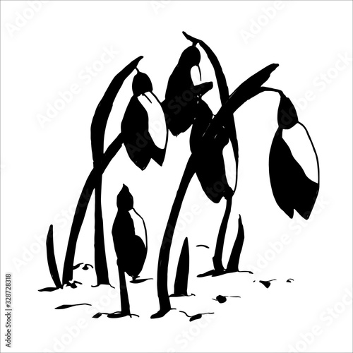 Black silhouette of spring flower. The first snowdrops Galanthus. Flowers for decoration. Vector illustration isolated on white background. Web site page and mobile app design