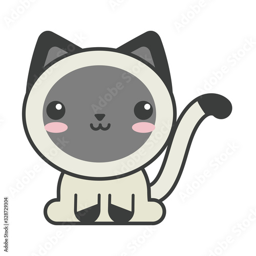 cute cat on white background, feline domestic