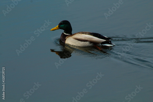 ducks in water
