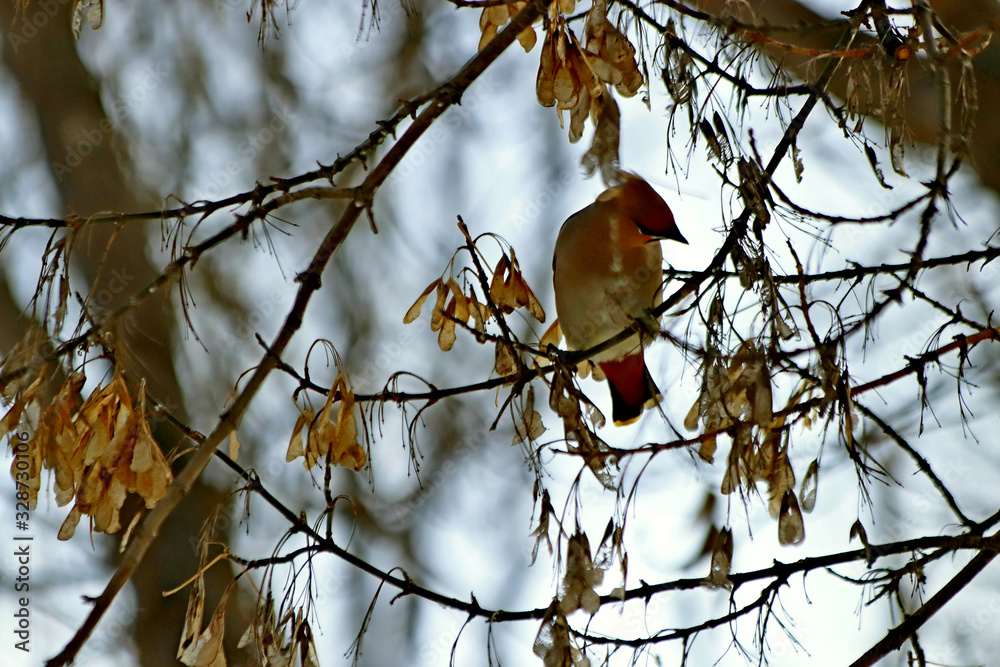 Fototapeta premium bird on branch