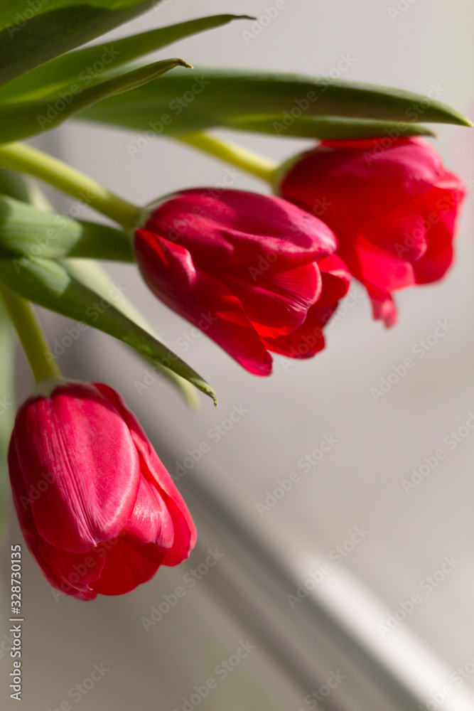 Naklejka premium Amazing spring flowers. Beautiful red tulips in vase