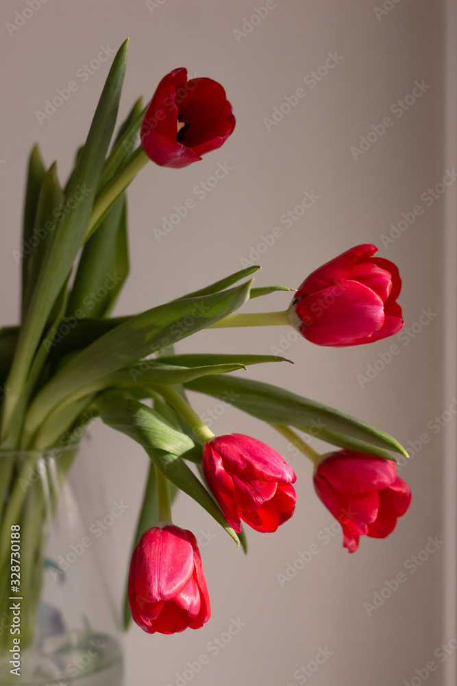 Fototapeta premium Amazing spring flowers. Beautiful red tulips in vase