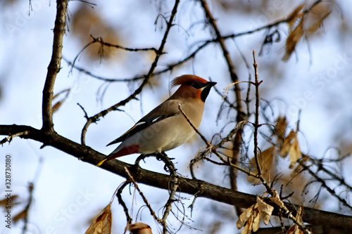 bird on branch in winter
