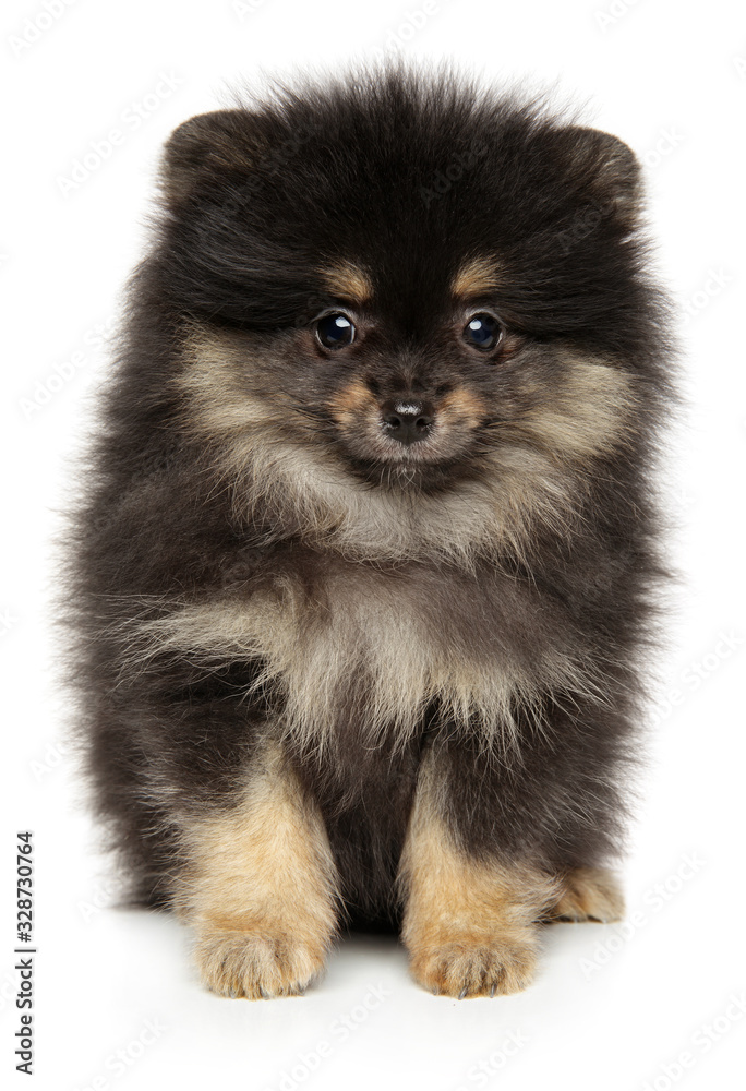 Cute Pomeranian Spitz puppy looking at the camera Cute Pomeranian Spitz puppy looking at the camera