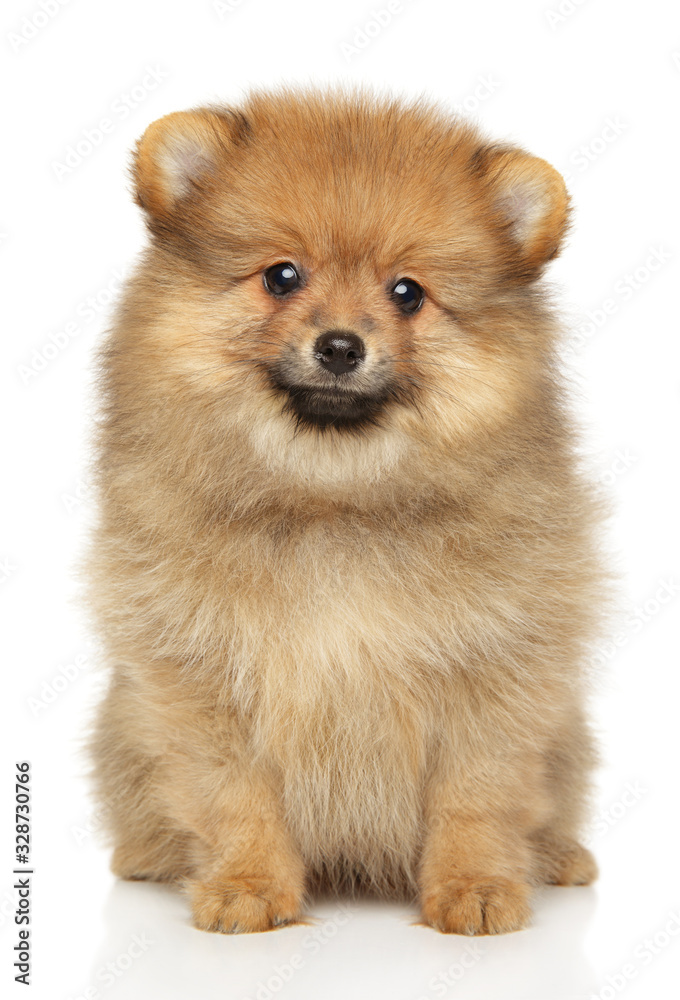 Close-up of a Pomeranian Spitz puppy