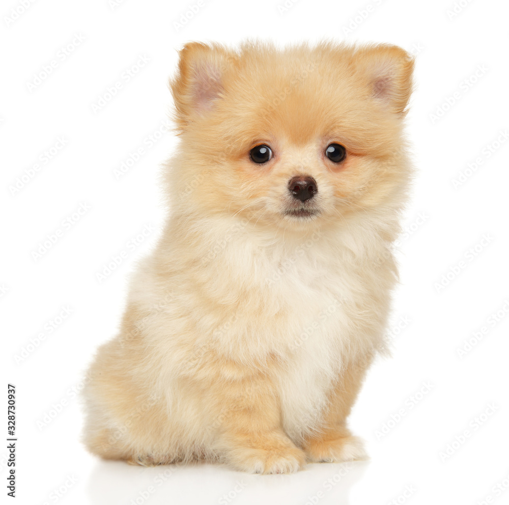 Pomeranian Spitz puppy sits on a white background