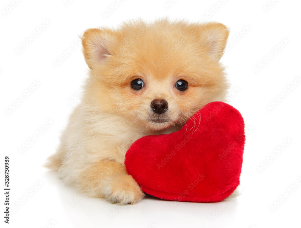 Pomeranian Spitz puppy lies with a red soft toy