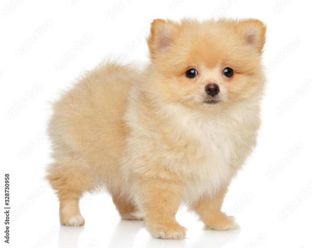 Pomeranian Spitz puppy in stand