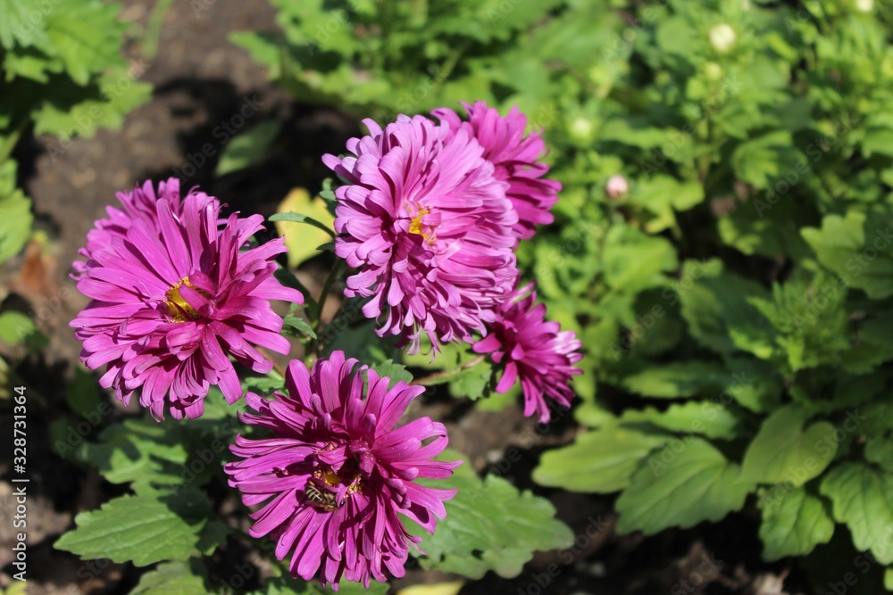 purple chrysanthemum purple chrysanthemum