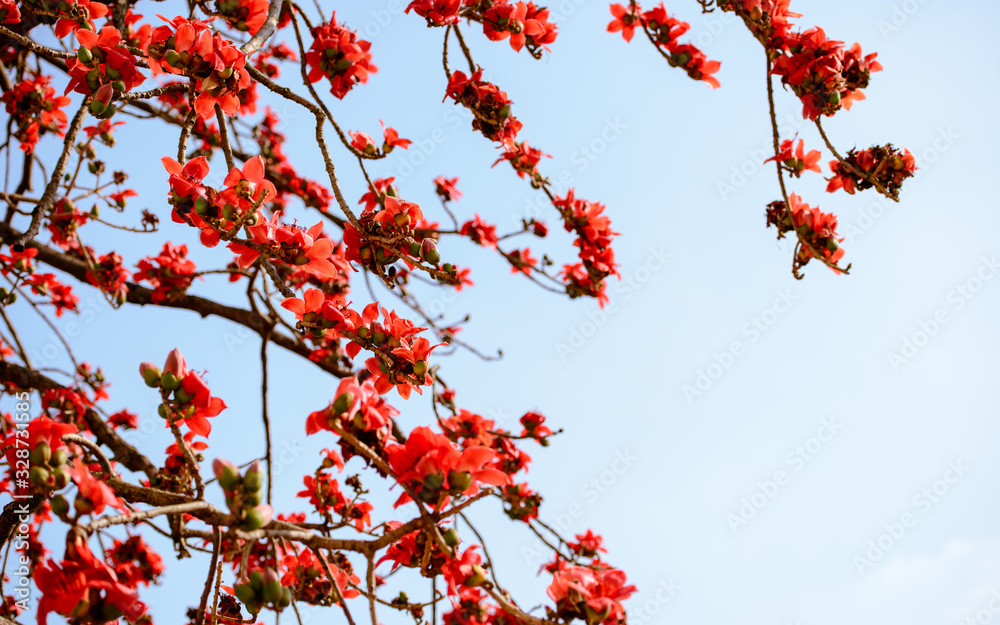 Background,frame and border picture of Chinese style texture pattern of red kapok. isolate on bright sky background. Background,frame and border picture of Chinese style texture pattern of red kapok. isolate on bright sky background.