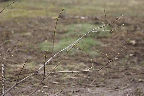 dry branch in the first spring days