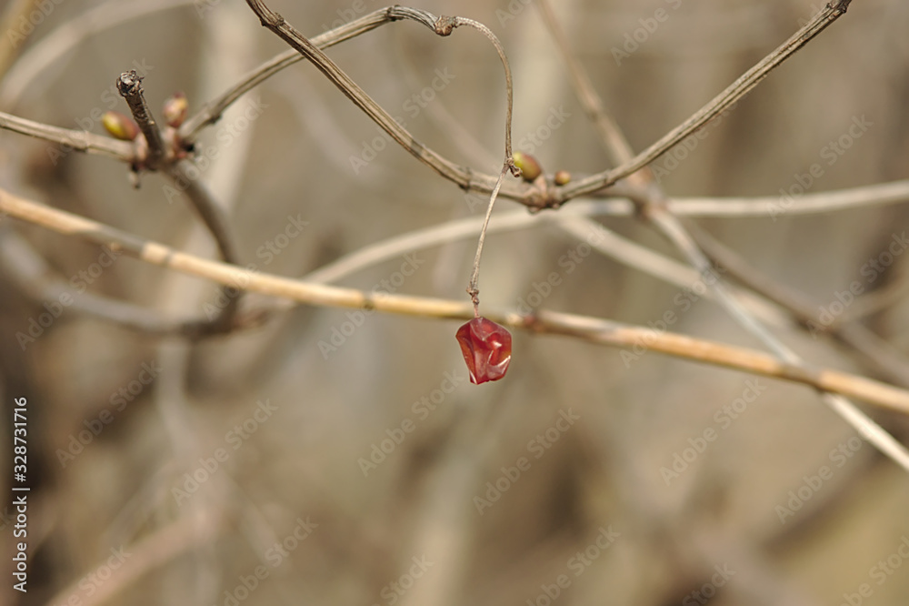 dry branch in the first spring days