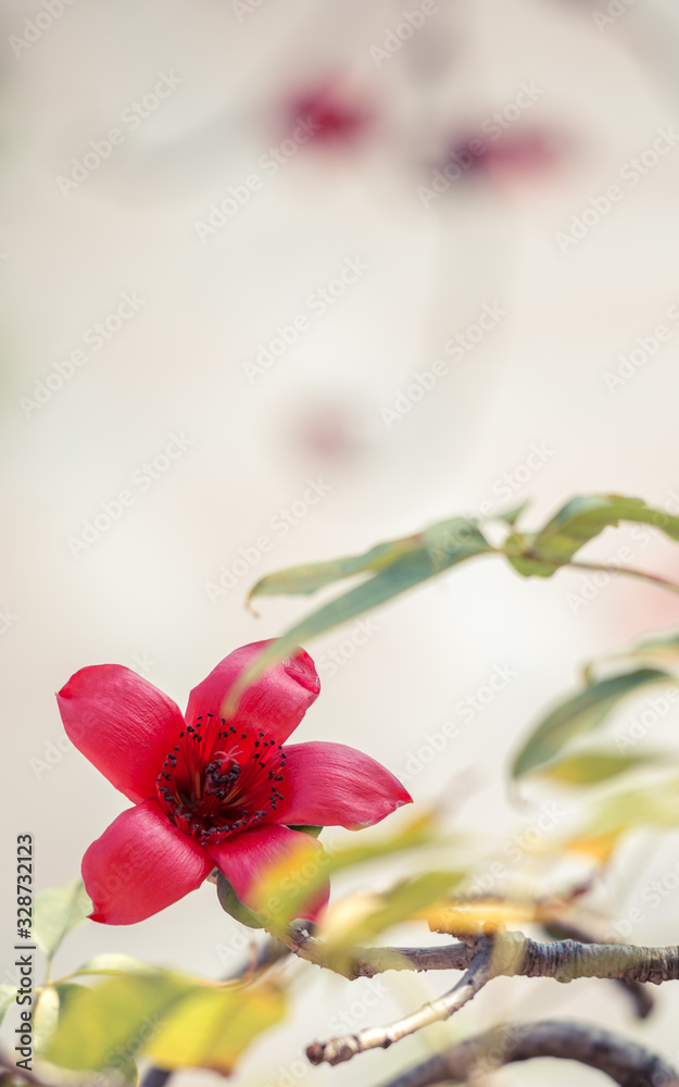 Obraz premium Background picture material of Chinese style texture pattern of red kapok.
