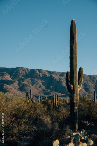 Saguro Cactuses with blue skies and mountains
