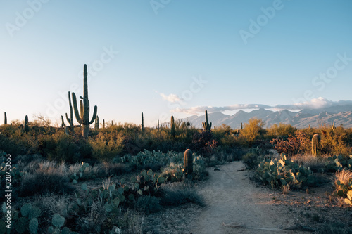 Sunset behind Saguro Cactuses in Arizona mountains