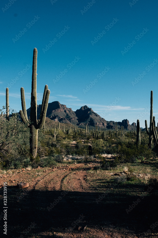 Saguro Cactuses next to a mountain in the Arizona Desert