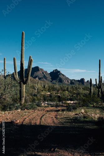 Saguro Cactuses next to a mountain in the Arizona Desert