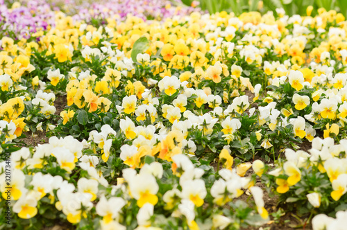 mix of various white and yellow pansies, spring mood flowers planted in the park
