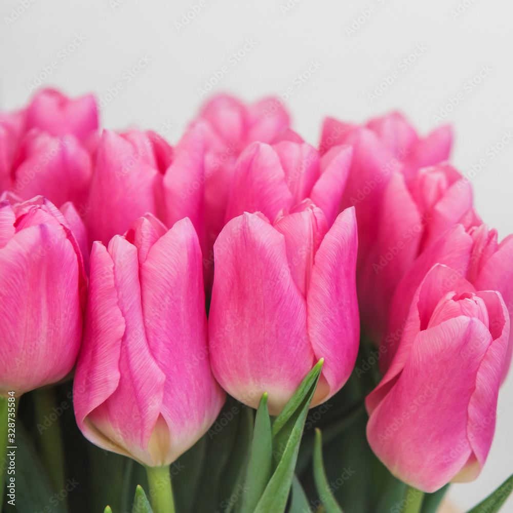 Fototapeta premium Pink tulips in pastel coral tints on white background, closeup.