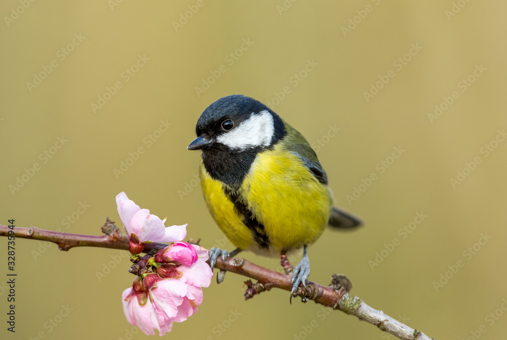 Obraz premium Great tit (Scientific name: Parus Major) in Springtime, perched on pink cherry blossom, facing left. Horizontal. Space for copy.