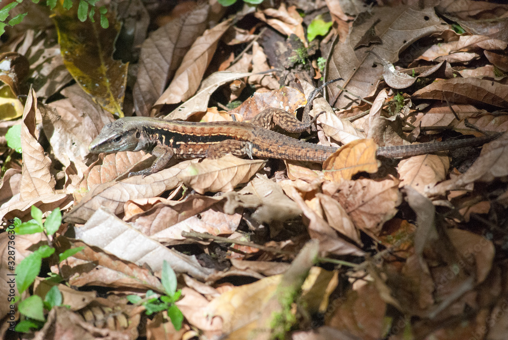 Fototapeta premium Central American Ameiva Lizard (Ameiva festiva), La Selva Biological Station, Puerto Viejo de Sarapiqui, Costa Rica