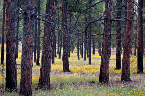  A rare bloom of autumn wildflowers carpets the floor of Coconino National Forest in the San Fransisco Mountains outside Flagstaff, Arizona.