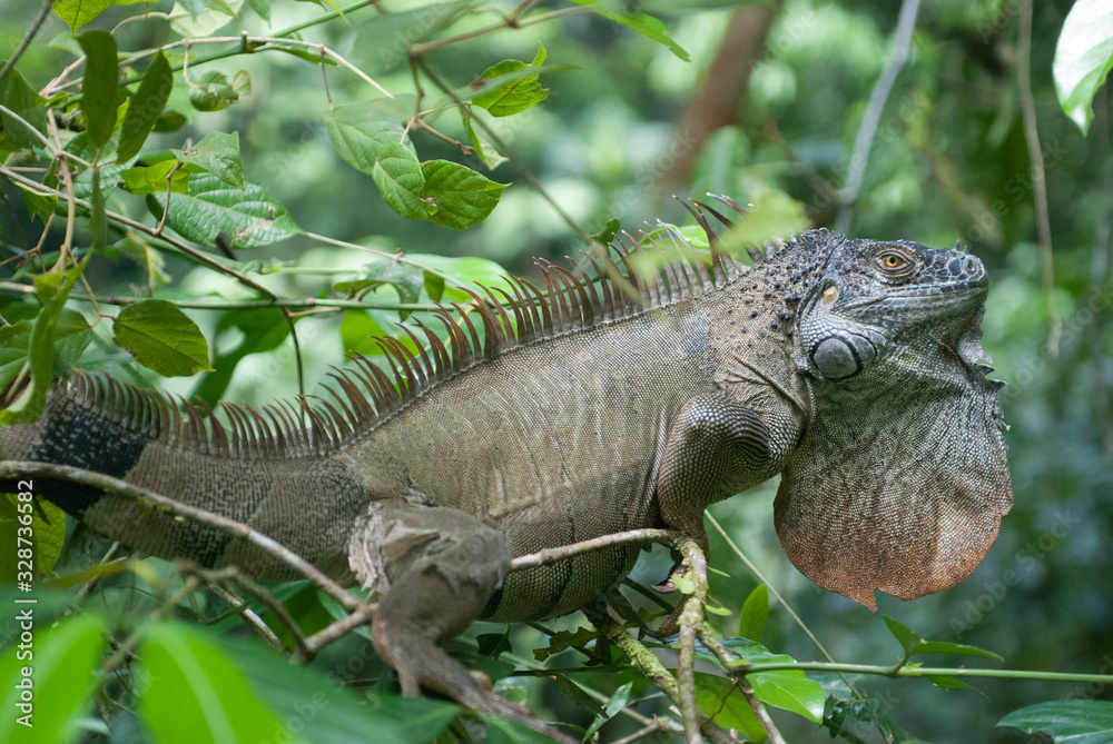 Obraz premium Green Iguana, La Selva Biological Station, Puerto Viejo de Sarapiqui, Costa Rica