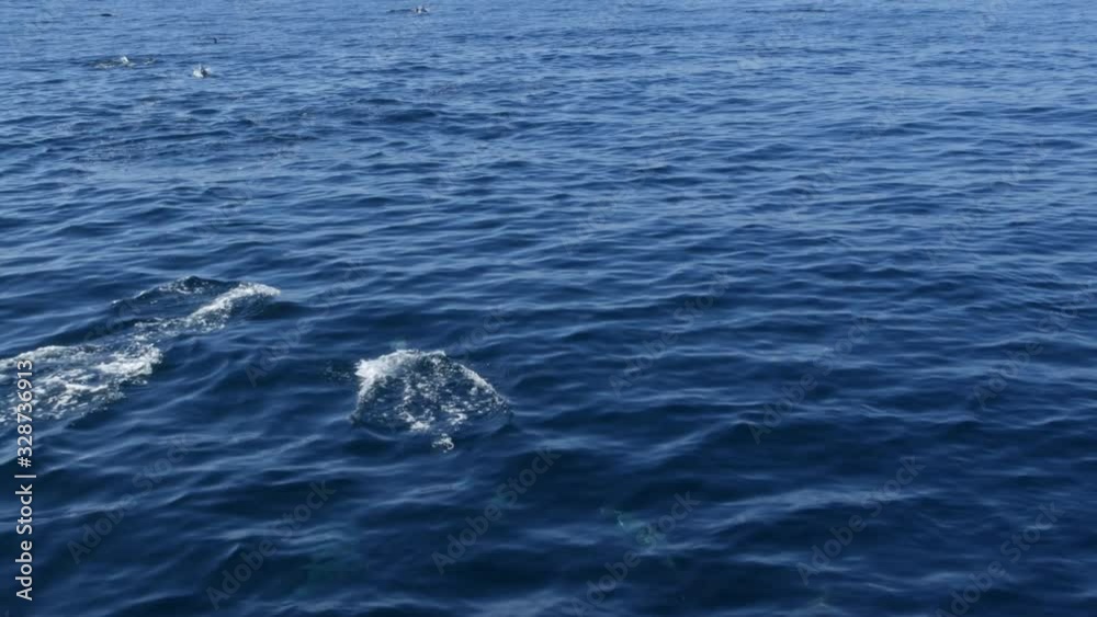 View from the boat, Common Dolphins pod in open water during Whale watching tour, Southern California. Playfully jump out of the Pacific Ocean making splashes and swimming in the sea. Marine wildlife. View from the boat, Common Dolphins pod in open water during Whale watching tour, Southern California. Playfully jump out of the Pacific Ocean making splashes and swimming in the sea. Marine wildlife.