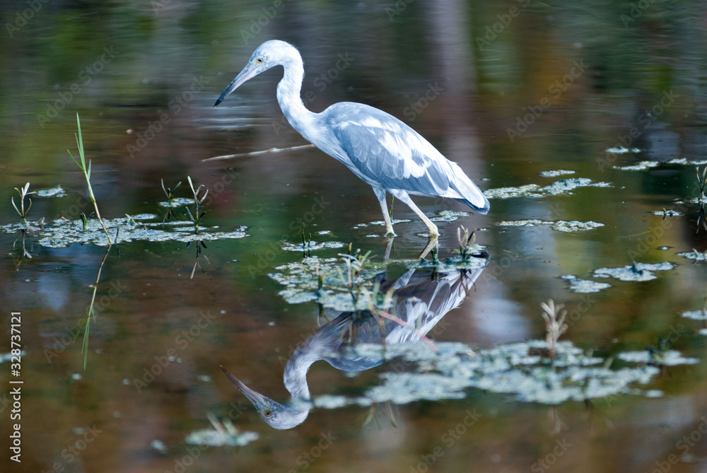 Blue Heron, Cahuita National Park, Limón Province, Costa Rica Blue Heron, Cahuita National Park, Limón Province, Costa Rica