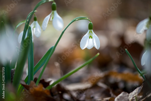 Close up of snowdrop flowers blooming in sunny spring day - selective focus, copy space