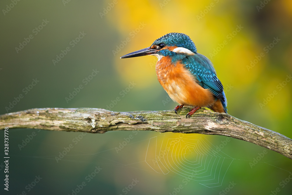Young common kingfisher, alcedo atthis, sitting on a branch with spider web in summer. Colorful wild animal with orange and blue feathers perched in nature with green and yellow blurred background. Young common kingfisher, alcedo atthis, sitting on a branch with spider web in summer. Colorful wild animal with orange and blue feathers perched in nature with green and yellow blurred background.