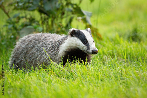 Cute european badger, meles meles, looking with small black eyes on a green grass in spring. Fluffy badger with black and white stripes on face walking through meadow.