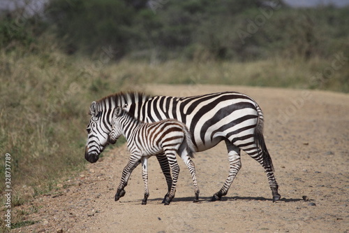 Mother and Baby Zebra